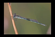 PhotoID: AusDa583. Austrolestes psyche - male