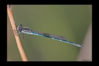 PhotoID: AusDa584. Austrolestes psyche - male