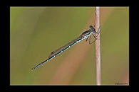 PhotoID: AusDa586. Austrolestes psyche - male