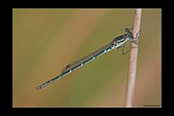 PhotoID: AusDa587. Austrolestes psyche - male