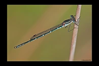 PhotoID: AusDa588. Austrolestes psyche - male