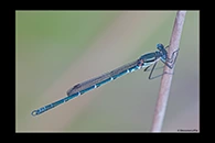PhotoID: AusDa589. Austrolestes psyche - male