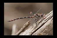 PhotoID: AusDr536. Turquoise Tigertail (Austrosynthemis cyanitincta) - male