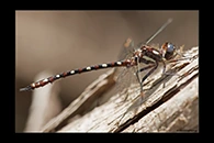 PhotoID: AusDr537. Turquoise Tigertail (Austrosynthemis cyanitincta) - male