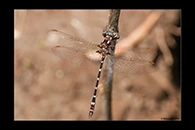 PhotoID: AusDr559. Turquoise Tigertail (Austrosynthemis cyanitincta) - male