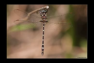 PhotoID: AusDr561. Turquoise Tigertail (Austrosynthemis cyanitincta) - male
