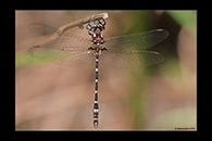 PhotoID: AusDr563. Turquoise Tigertail (Austrosynthemis cyanitincta) - male