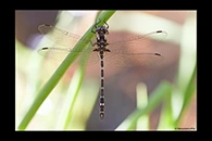 PhotoID: AusDr607. Turquoise Tigertail (Austrosynthemis cyanitincta) - male