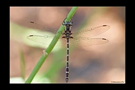 PhotoID: AusDr608. Turquoise Tigertail (Austrosynthemis cyanitincta) - male