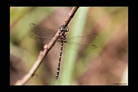 PhotoID: AusDr614. Turquoise Tigertail (Austrosynthemis cyanitincta) - male