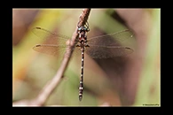 PhotoID: AusDr615. Turquoise Tigertail (Austrosynthemis cyanitincta) - male
