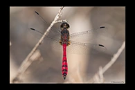 PhotoID: AusDr626. Swamp Flat-Tail (Austrothemis nigrescens) - male