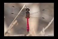 PhotoID: AusDr627. Swamp Flat-Tail (Austrothemis nigrescens) - male