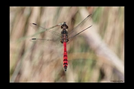 PhotoID: AusDr630. Swamp Flat-Tail (Austrothemis nigrescens) - male