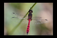 PhotoID: AusDr631. Swamp Flat-Tail (Austrothemis nigrescens) - male