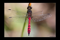 PhotoID: AusDr633. Swamp Flat-Tail (Austrothemis nigrescens) - male