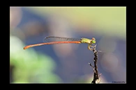 PhotoID: AusDa282. Ceriagrion aeruginosum - male