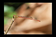 PhotoID: AusDa283. Ceriagrion aeruginosum - male