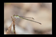 PhotoID: AusDa286. Ceriagrion aeruginosum - female