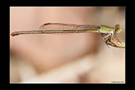 PhotoID: AusDa288. Ceriagrion aeruginosum - female