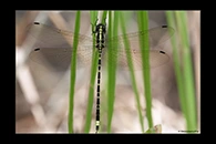 PhotoID: AusDr049. Yellow-Tipped Tigertail (Choristhemis flavoterminata) - male