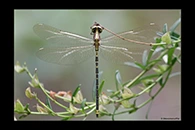 PhotoID: AusDr367. Yellow-Tipped Tigertail (Choristhemis flavoterminata) - male
