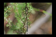 PhotoID: AusDr372. Yellow-Tipped Tigertail (Choristhemis flavoterminata) - male