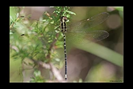 PhotoID: AusDr374. Yellow-Tipped Tigertail (Choristhemis flavoterminata) - male