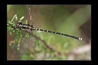 PhotoID: AusDr375. Yellow-Tipped Tigertail (Choristhemis flavoterminata) - male