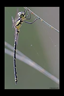PhotoID: AusDr380. Yellow-Tipped Tigertail (Choristhemis flavoterminata) - male