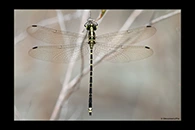 PhotoID: AusDr389. Yellow-Tipped Tigertail (Choristhemis flavoterminata) - male