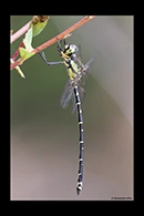 PhotoID: AusDr391. Yellow-Tipped Tigertail (Choristhemis flavoterminata) - male