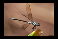 PhotoID: AusDa309. Diphlebia euphoeoides - male