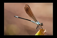 PhotoID: AusDa310. Diphlebia euphoeoides - male