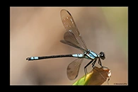PhotoID: AusDa312. Diphlebia euphoeoides - male