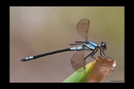 PhotoID: AusDa314. Diphlebia euphoeoides - male