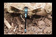 PhotoID: AusDa316. Diphlebia euphoeoides - male