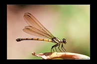 PhotoID: AusDa317. Diphlebia euphoeoides - female