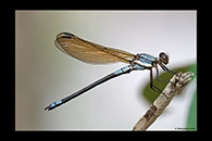 PhotoID: AusDa321. Diphlebia euphoeoides - male