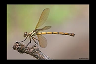 PhotoID: AusDa327. Diphlebia euphoeoides - female