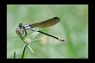 PhotoID: AusDa330. Diphlebia euphoeoides - male
