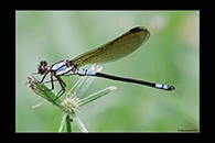 PhotoID: AusDa331. Diphlebia euphoeoides - male