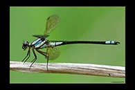 PhotoID: AusDa333. Diphlebia euphoeoides - male