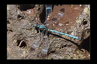 PhotoID: AusDa118. Whitewater Rockmaster (Diphlebia lestoides) - male