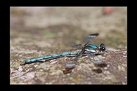 PhotoID: AusDa120. Whitewater Rockmaster (Diphlebia lestoides) - male