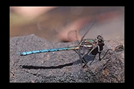 PhotoID: AusDa190. Whitewater Rockmaster (Diphlebia lestoides) - male