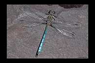 PhotoID: AusDa194. Whitewater Rockmaster (Diphlebia lestoides) - male