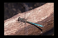 PhotoID: AusDa195. Whitewater Rockmaster (Diphlebia lestoides) - male
