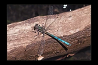 PhotoID: AusDa196. Whitewater Rockmaster (Diphlebia lestoides) - male