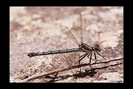 PhotoID: AusDa197. Whitewater Rockmaster (Diphlebia lestoides) - female